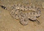 Sidewinder Skin