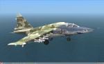 Georgia Shark
